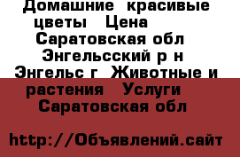 Домашние  красивые цветы › Цена ­ 120 - Саратовская обл., Энгельсский р-н, Энгельс г. Животные и растения » Услуги   . Саратовская обл.